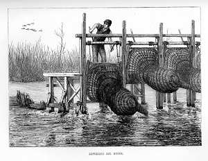 The Fishing Museum Online - Eel Bucks