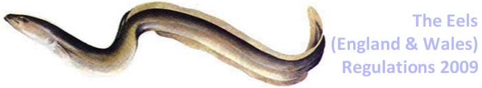 Eel banner logo